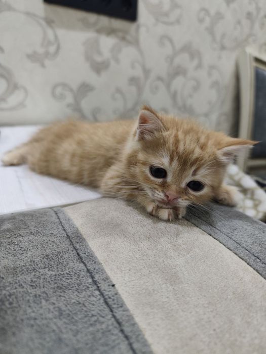 Котята ,породистые