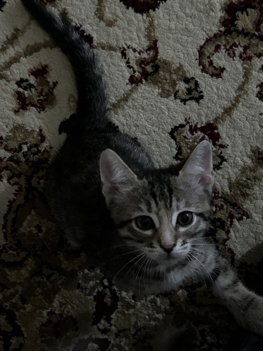 котята
