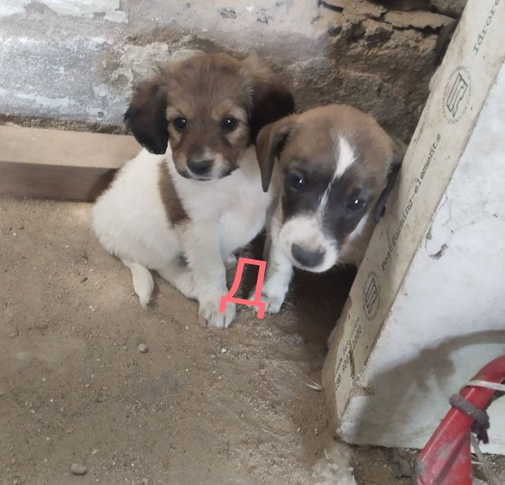 Красивые щенки ..