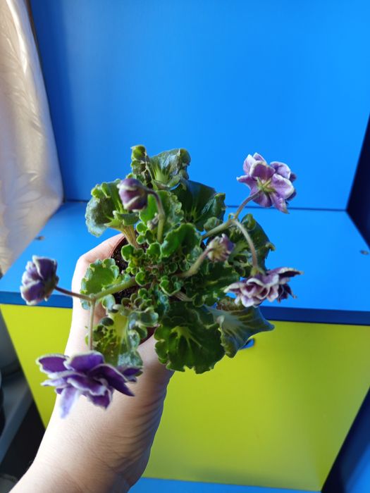Продам мини фиалку
