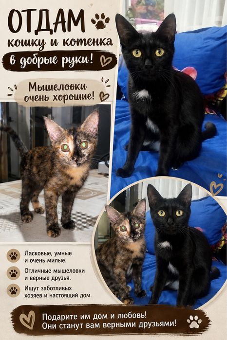 Отдам в добрые руки