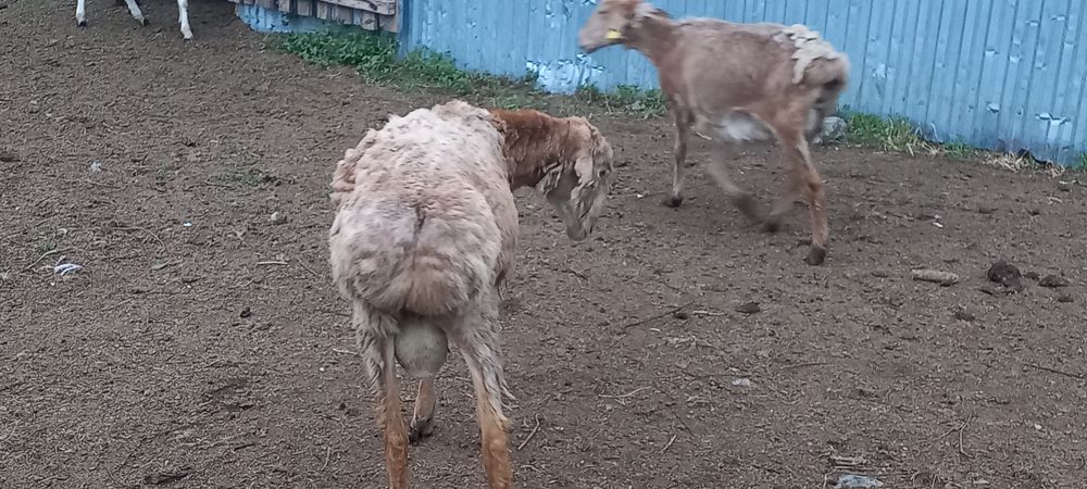 Продам қошқара едилбай