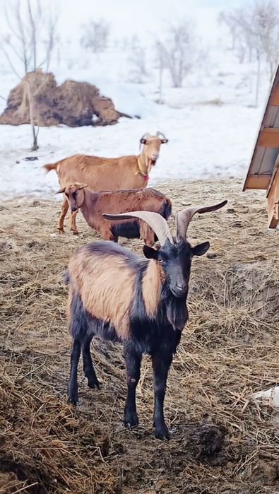 Țap Alpină Franceză