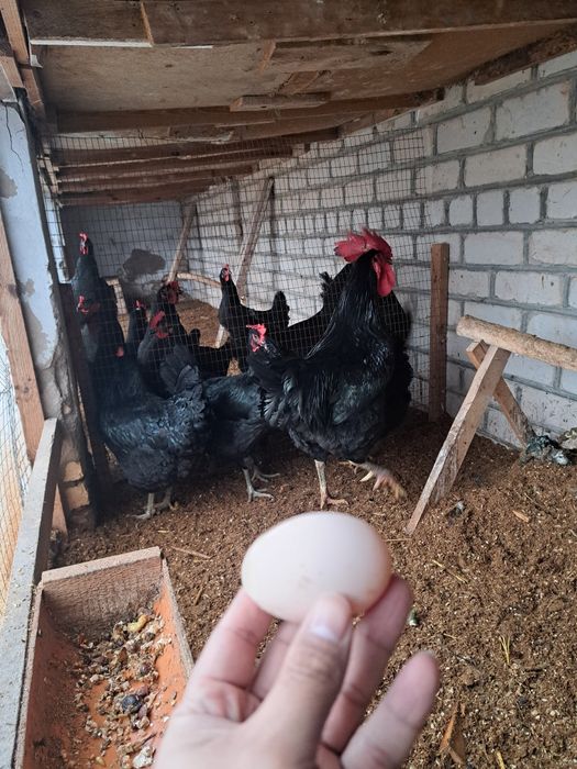 Gigant qora shahzoda tuxumlari sotilodi. Manzil Xiva shahri