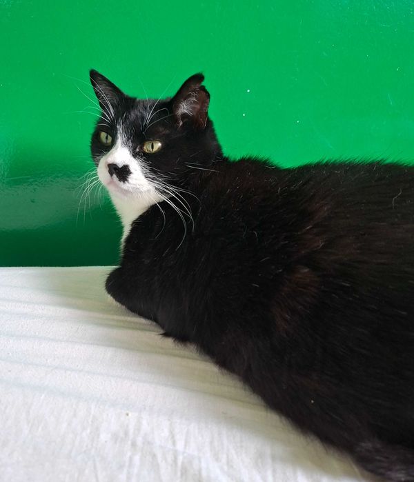 Adoptie pisica cuplu Martafoii, curte, se aduc in tara