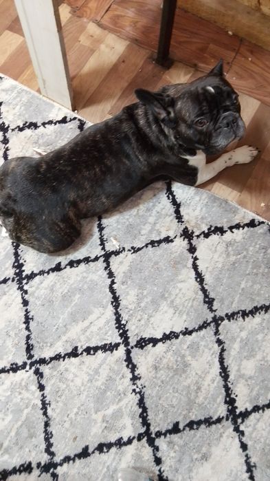 Французский бульдог