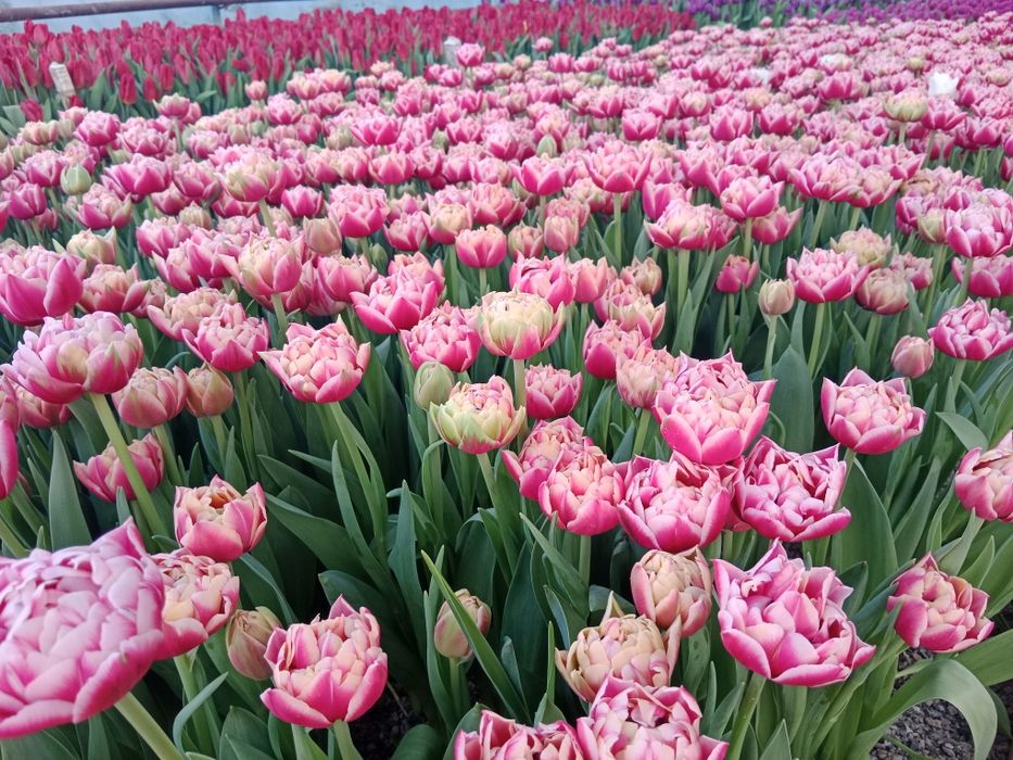 Тюльпаны оптом передзаказ к 8 марта