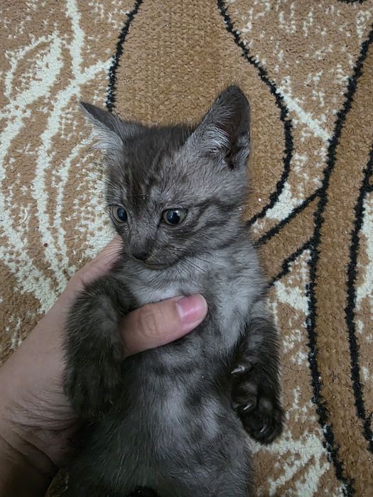 Отдаём котят в хорошие руки