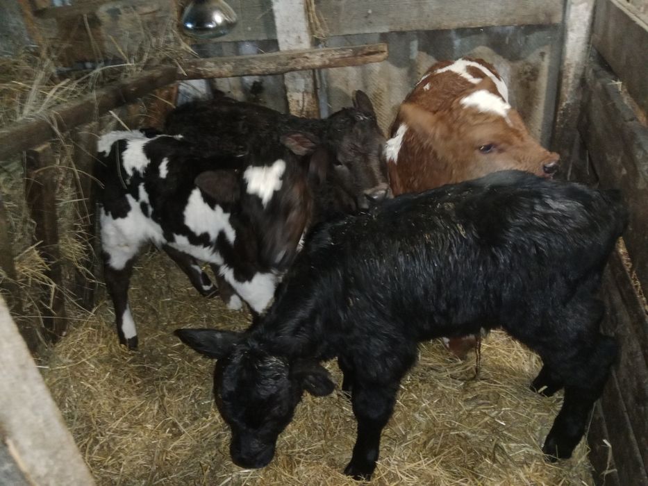 Продам тельят от 3 дней и выше