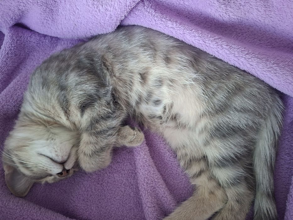 Отдам котенка девочку в добрые руки