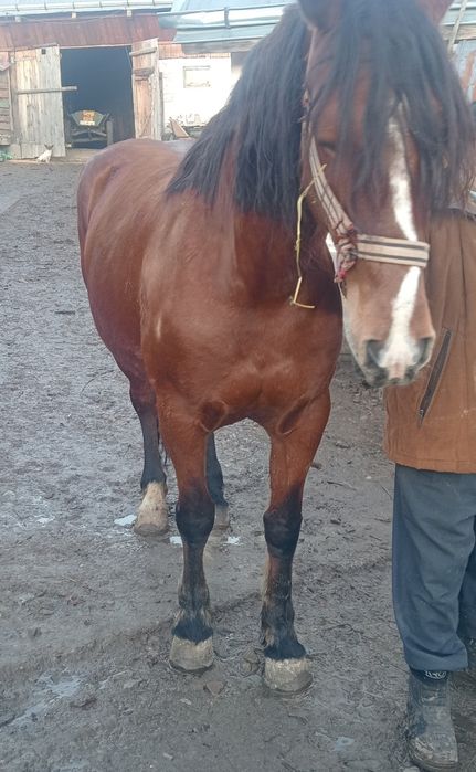 Vând sau schimb iapa semi grea