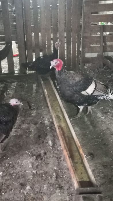 Продаю индюк и индюшку.