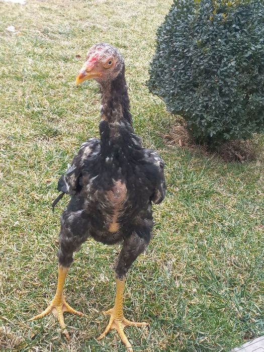 JOJA XOROZ 7oyda ochirilgan