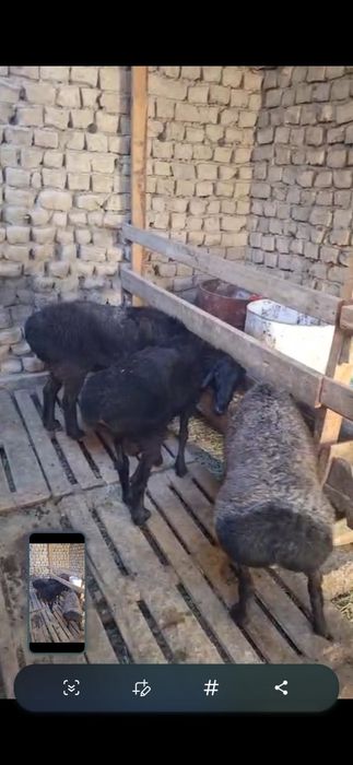 3 бас кошкар сатлмда