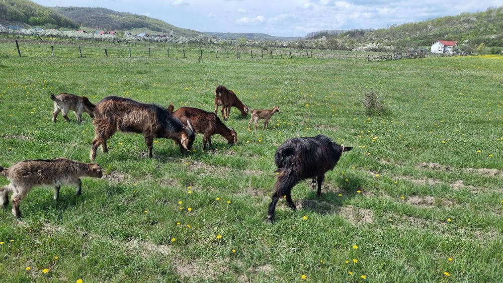 Vand 3 capre cu 5 iezi si 1 tap de anul trecut