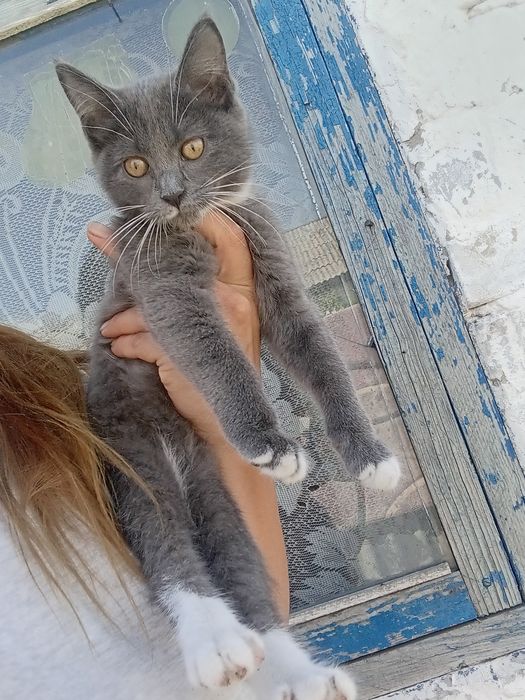 Срочно котята ищут дом
