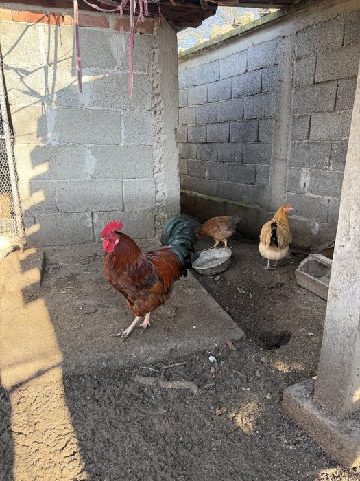 Млади домашни петли