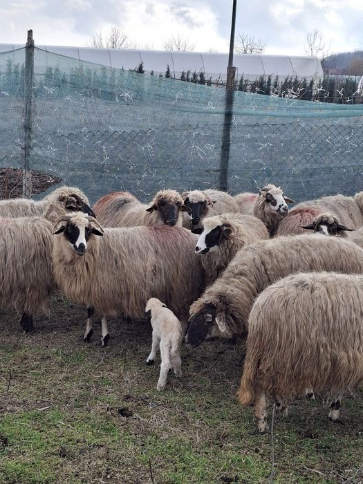 De vanzare 15 oi 7 fatate
Oi tinere de tal