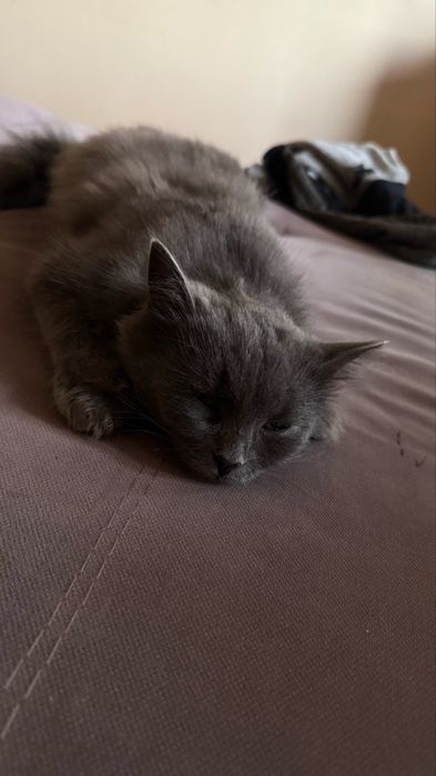 Кошечка нибелунг ищет дом