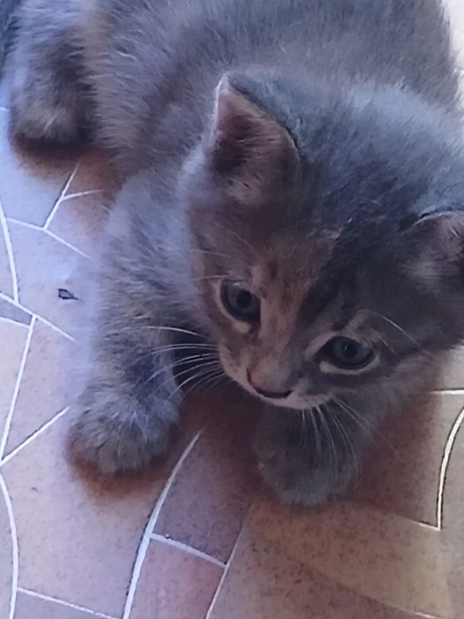 Отдам котят бесплатно