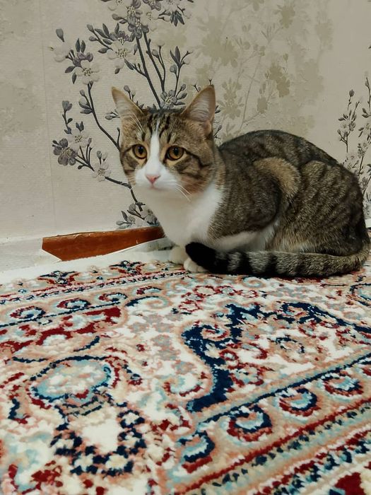 Уй мушуги сотилади