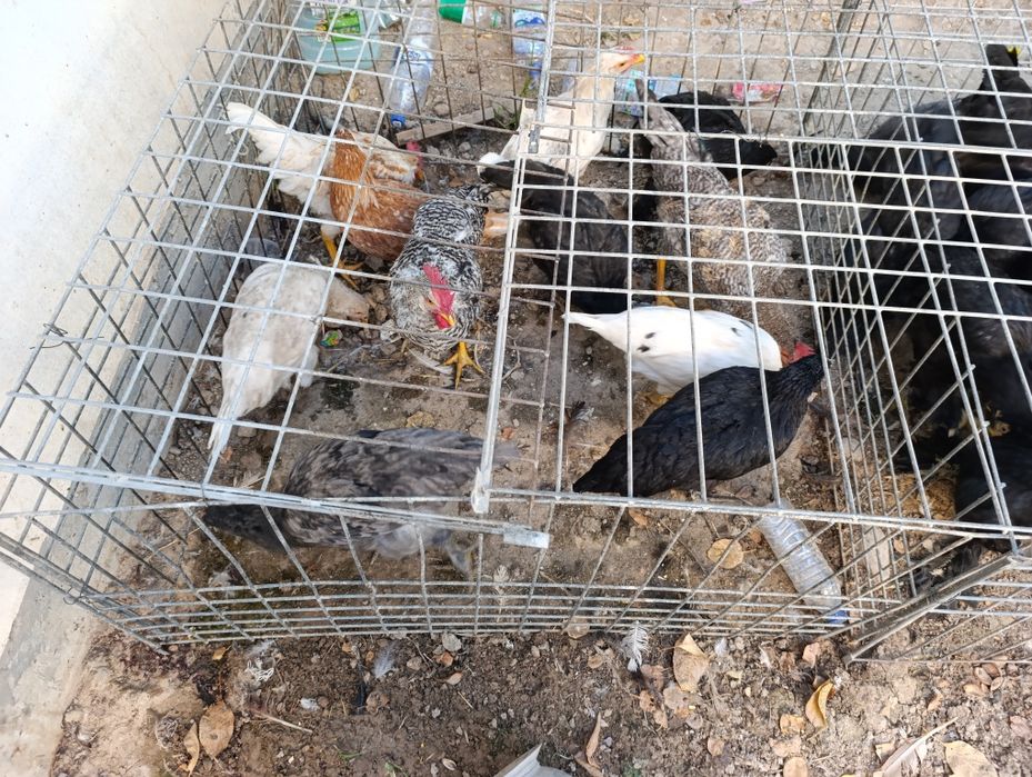 Damashni boqilgan jojala bor 4 5 oyli