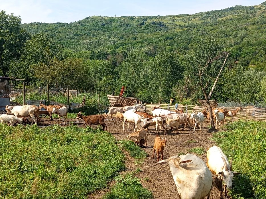 Capre  cu  lapte