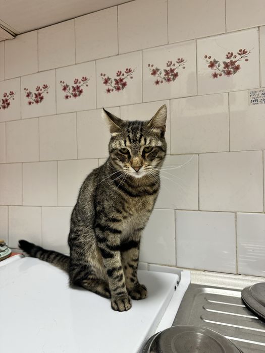 Spre adoptie doua pisici frumoase