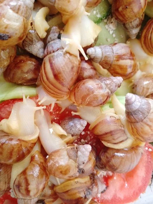 Улитка хатина от 3 см до 8 см