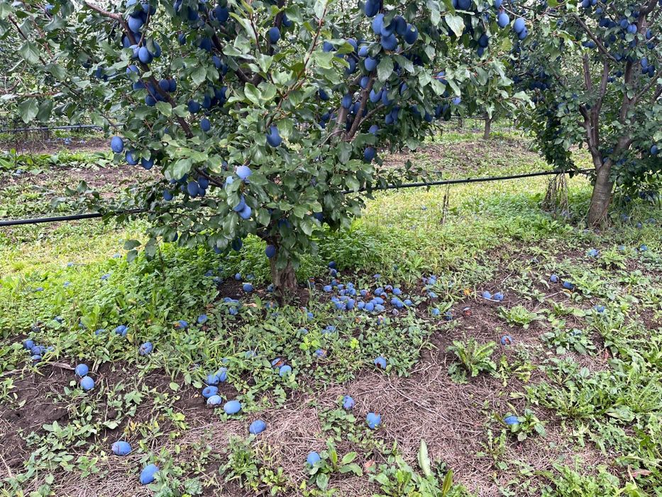 Prune de tuica de vanzare