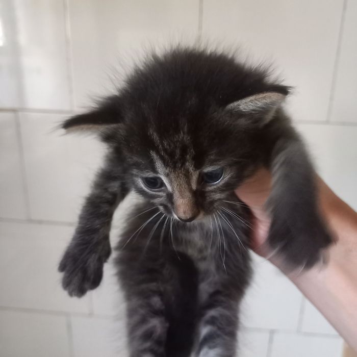 Вислоухий котёнок ещё месяц нету мальчик