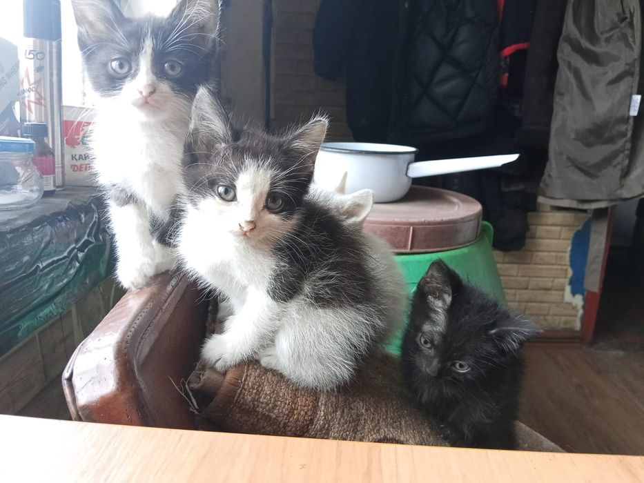 Отдам котят в добрые руки