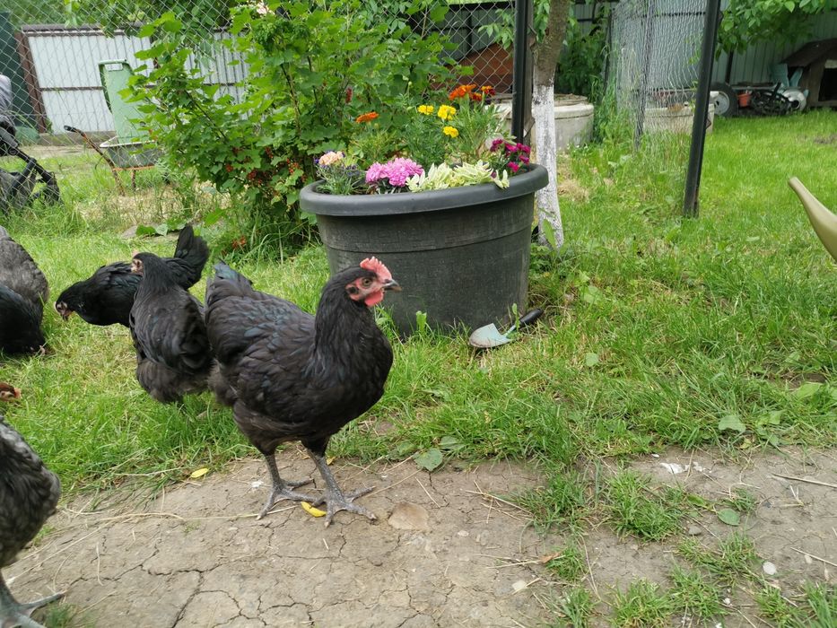 Oua de incubat si pui din  rasa de gaini  Australorp negru si  albastru