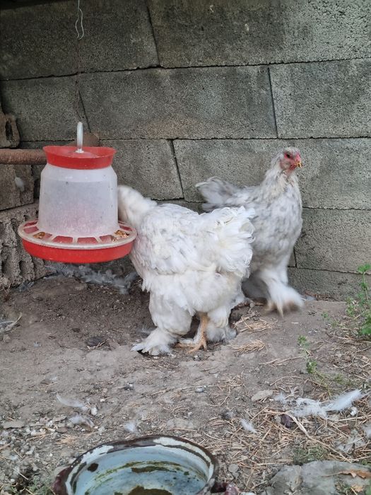 Brahma splash pe albastru si cocosel sebright chamois