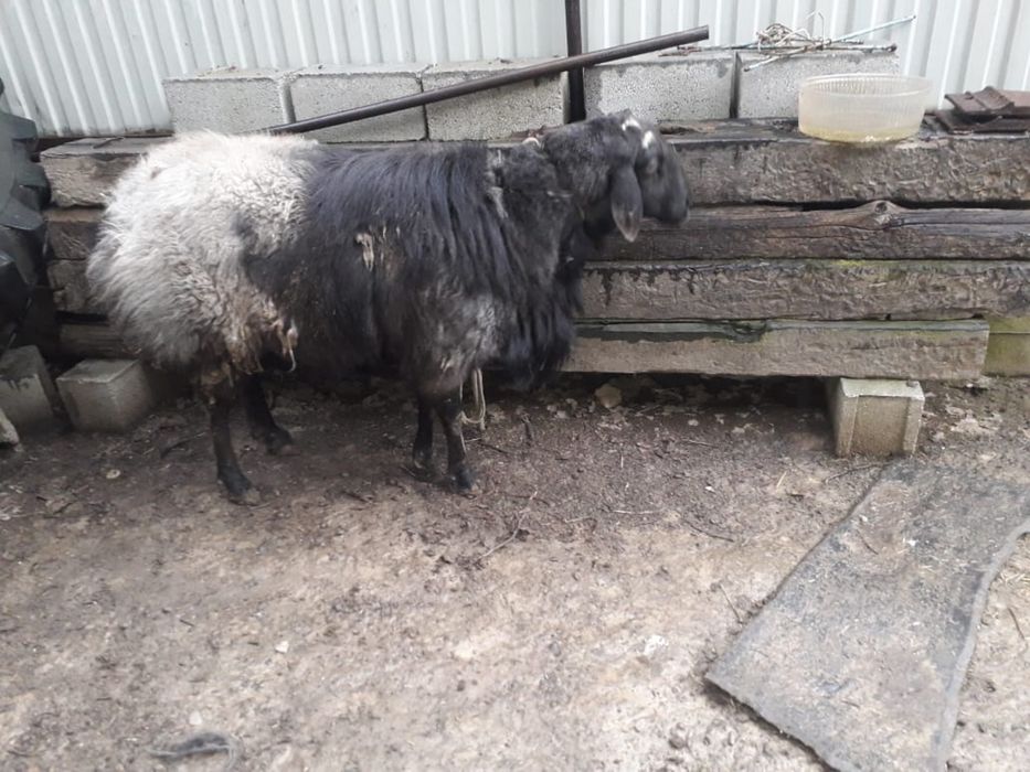 Кой сатылады срочна