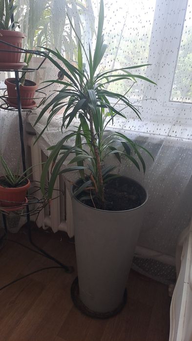 Драцена (Драконово дерево)