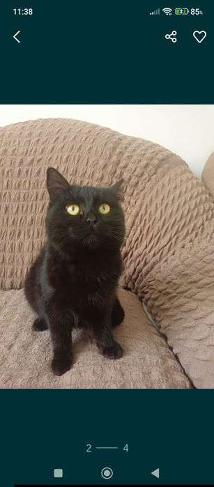 Отдам в хорошие руки