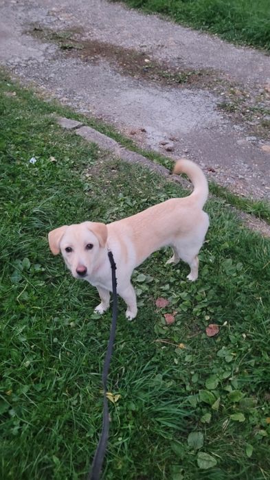 Luna isi cauta casuta ! Adoptie ! Sterilizata