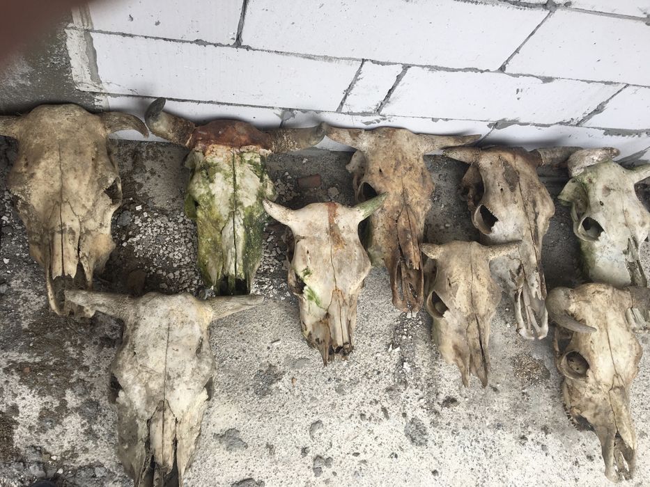 Trofeu/trofee/craniu de bovine