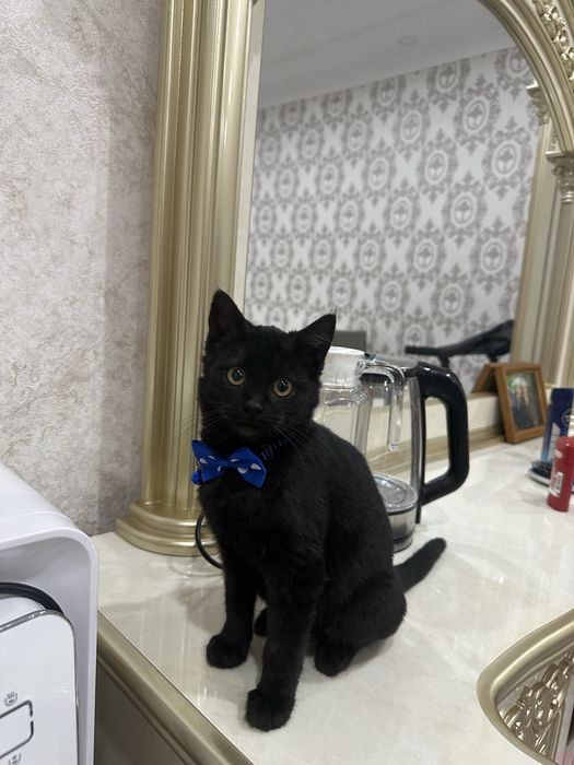 Умный Мальчик в добрые руки