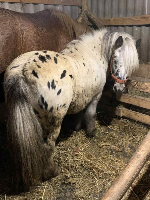 Vand un poneu frumos