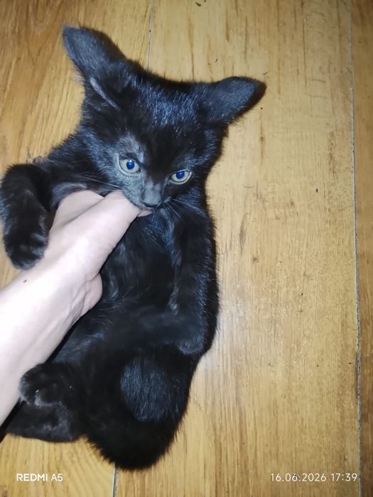 Отдам в хорошие руки котенка