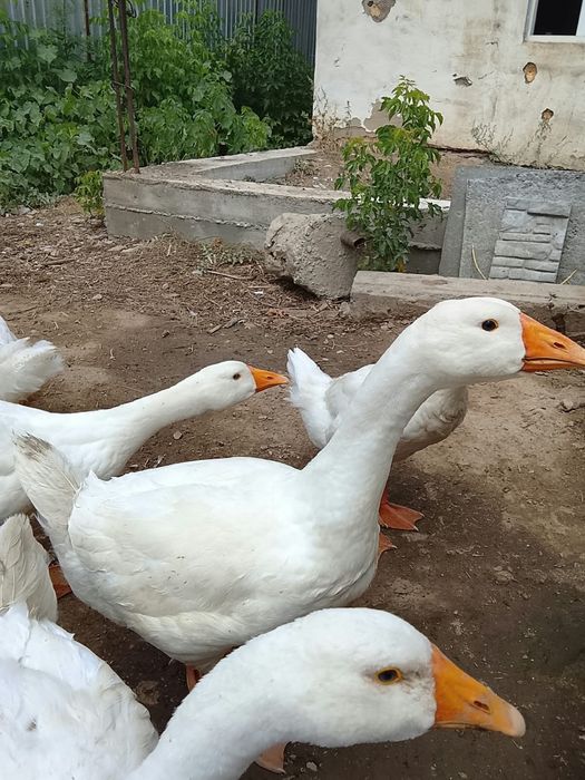 Продам гусы Линда