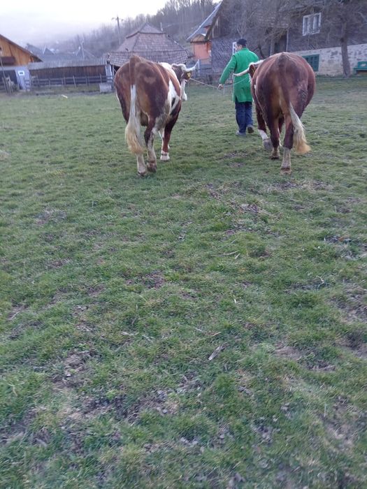 Boi de vânzare buni