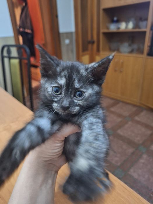 Отдам котят, бесплатно