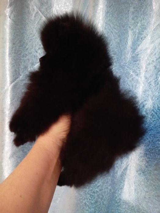 Продам щенков шпица