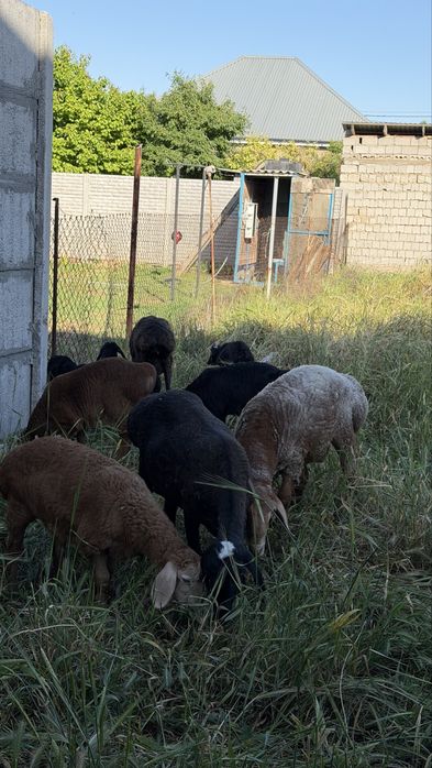 Продаются бараны сатылады