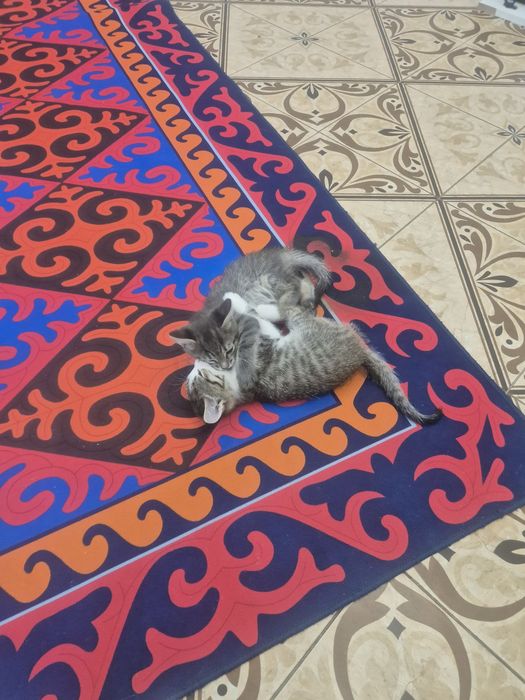 Марғаулар котята