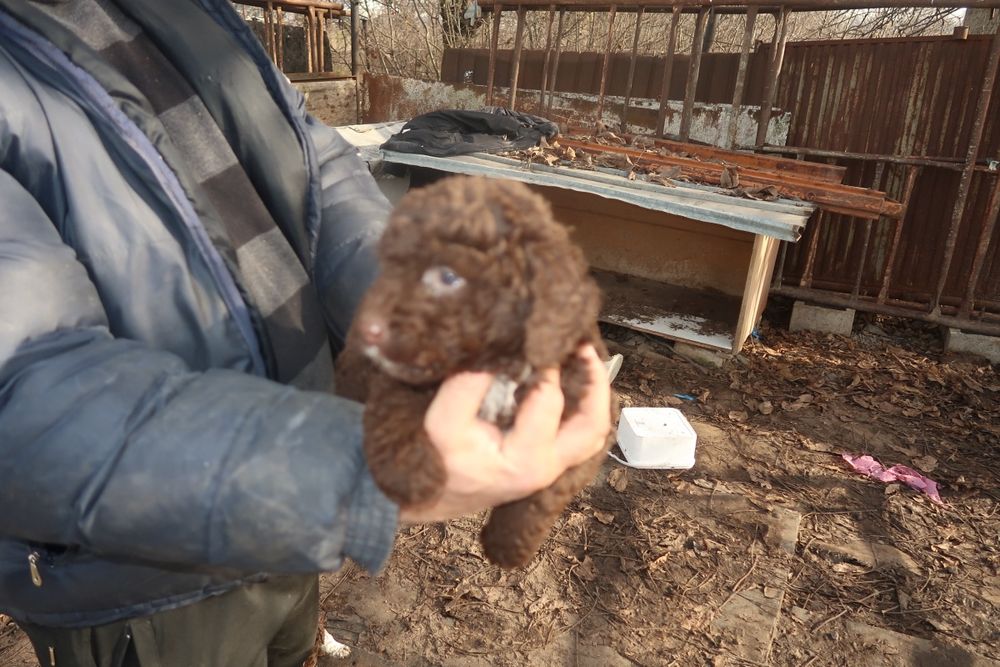 Продавам кучета Лагото Романьоло от работещи родители.