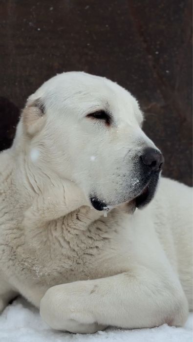 Щенки алабая ( САО)